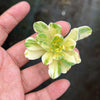 Aeonium castello-paivae f. variegata 'Suncup' (1x CUTTING)