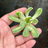 Aeonium castello-paivae f. variegata 'Suncup' (1x CUTTING)