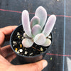 Pachyphytum glutinicaule