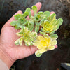 Aeonium castello-paivae f. variegata 'Suncup' (1x CUTTING)
