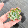 Echeveria 'Raindrops' (1 x CUTTING)(NO DROPS)