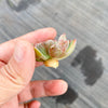 Echeveria 'Raindrops' (1 x CUTTING)(NO DROPS)