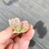 Echeveria 'Raindrops' (1 x CUTTING)(NO DROPS)