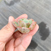 Echeveria 'Raindrops' (1 x CUTTING)(NO DROPS)