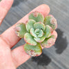 Echeveria 'Raindrops' (1 x CUTTING)(NO DROPS)