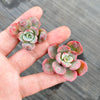 Echeveria 'Raindrops' (1 x CUTTING)(NO DROPS)
