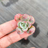 Echeveria 'Raindrops' (1 x CUTTING)(NO DROPS)