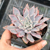 Echeveria 'Shaviana'