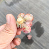 Echeveria 'Raindrops' (1 x CUTTING)(NO DROPS)