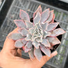 Echeveria 'Shaviana'