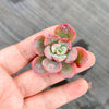 Echeveria 'Raindrops' (1 x CUTTING)(NO DROPS)