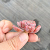 Echeveria 'Raindrops' (1 x CUTTING)(NO DROPS)