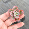 Echeveria 'Raindrops' (1 x CUTTING)(NO DROPS)