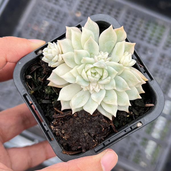 Echeveria prolifica 'Little Rose' variegata
