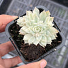 Echeveria prolifica 'Little Rose' variegata