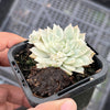 Echeveria prolifica 'Little Rose' variegata
