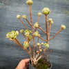 Aeonium spathulatum var. cruentum