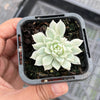 Echeveria prolifica 'Little Rose' variegata
