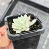Echeveria prolifica 'Little Rose' variegata