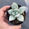 Echeveria colorata 'Mexican Giant'
