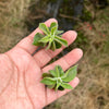 Echeveria coccinea 'Recurvata' (1 x CUTTING)