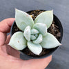 Echeveria colorata 'Mexican Giant'