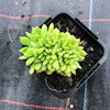 Echeveria 'Leisal' f. cristata (CREST)