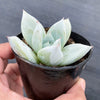 Echeveria colorata 'Mexican Giant'