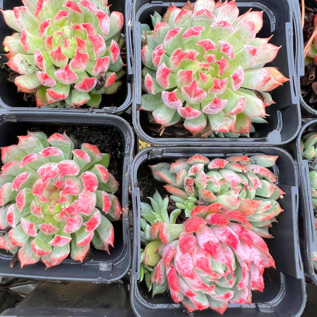 Echeveria setosa var. deminuta x NOVA
