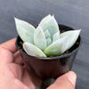 Echeveria colorata 'Mexican Giant'