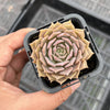 Echeveria 'Silver moon'