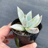 Echeveria colorata 'Mexican Giant'