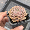 Echeveria 'Silver moon'
