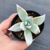 Echeveria colorata 'Mexican Giant'
