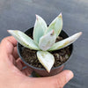 Echeveria colorata 'Mexican Giant'