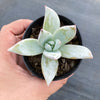 Echeveria colorata 'Mexican Giant'