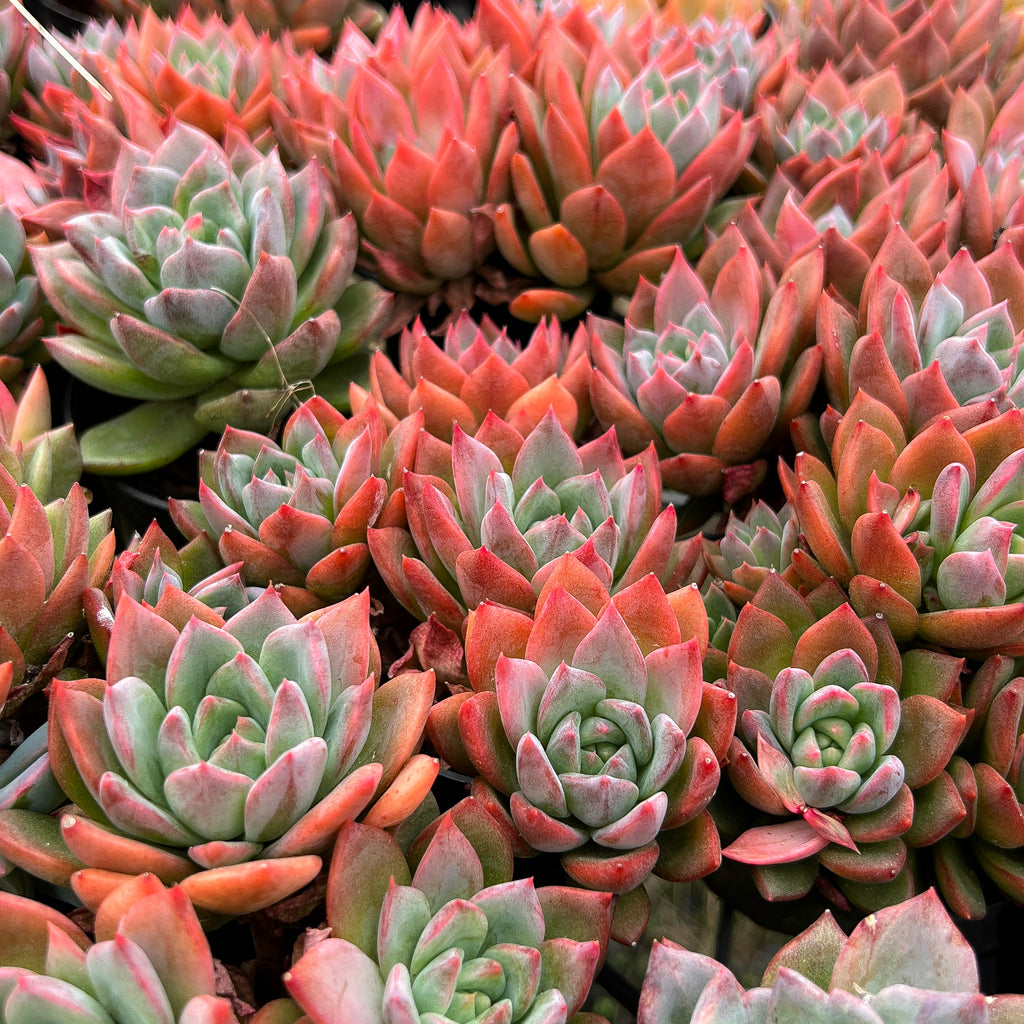 Echeveria peacockii x setosa var. secunda