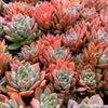Echeveria peacockii x setosa var. secunda