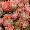 Echeveria peacockii x setosa var. secunda