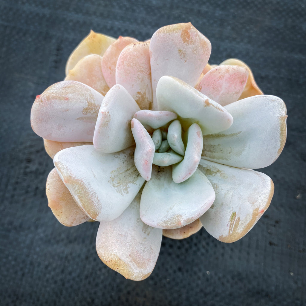 Echeveria 'Exotic'