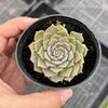 Echeveria 'Silver moon'