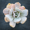 Echeveria 'Exotic'