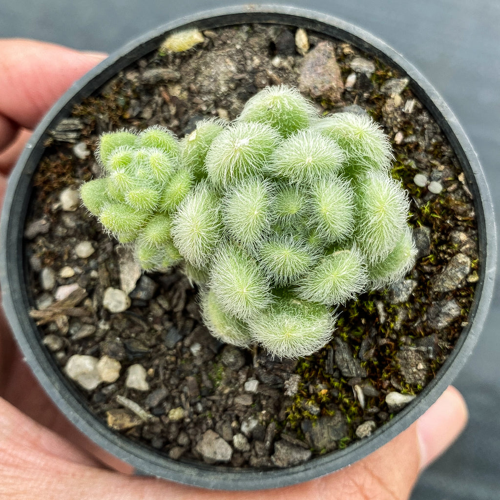 Sedum hintonii (piaxtlaensis)