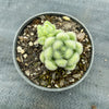 Sedum hintonii (piaxtlaensis)