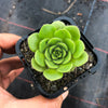 Aeonium 'Pancake' (1 x CUTTING)