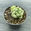 Sedum hintonii (piaxtlaensis)