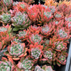 Echeveria peacockii x setosa var. secunda