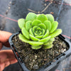 Aeonium 'Pancake' (1 x CUTTING)