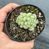 Sedum hintonii (piaxtlaensis)