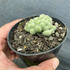 Sedum hintonii (piaxtlaensis)